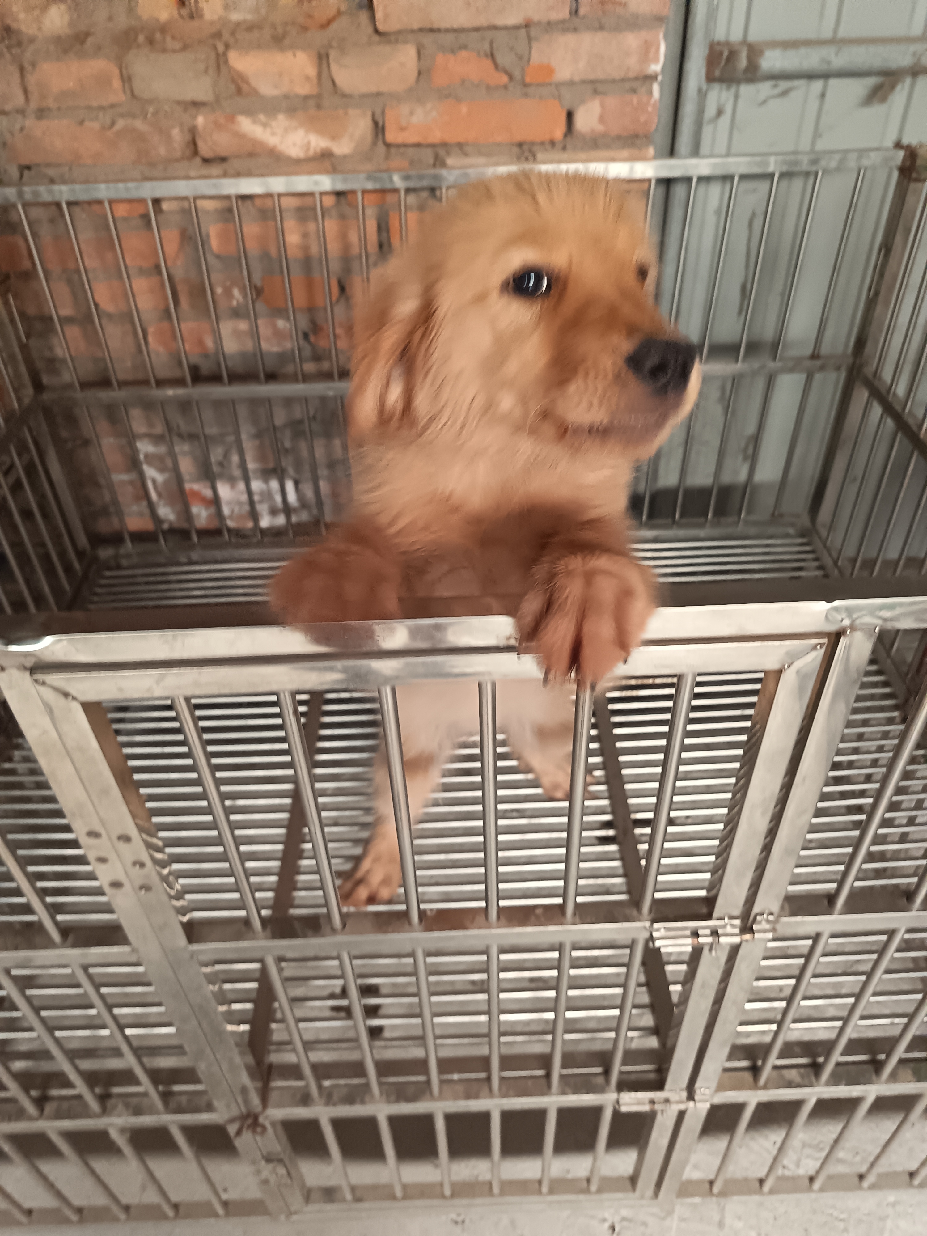 双血统 金毛 女宝